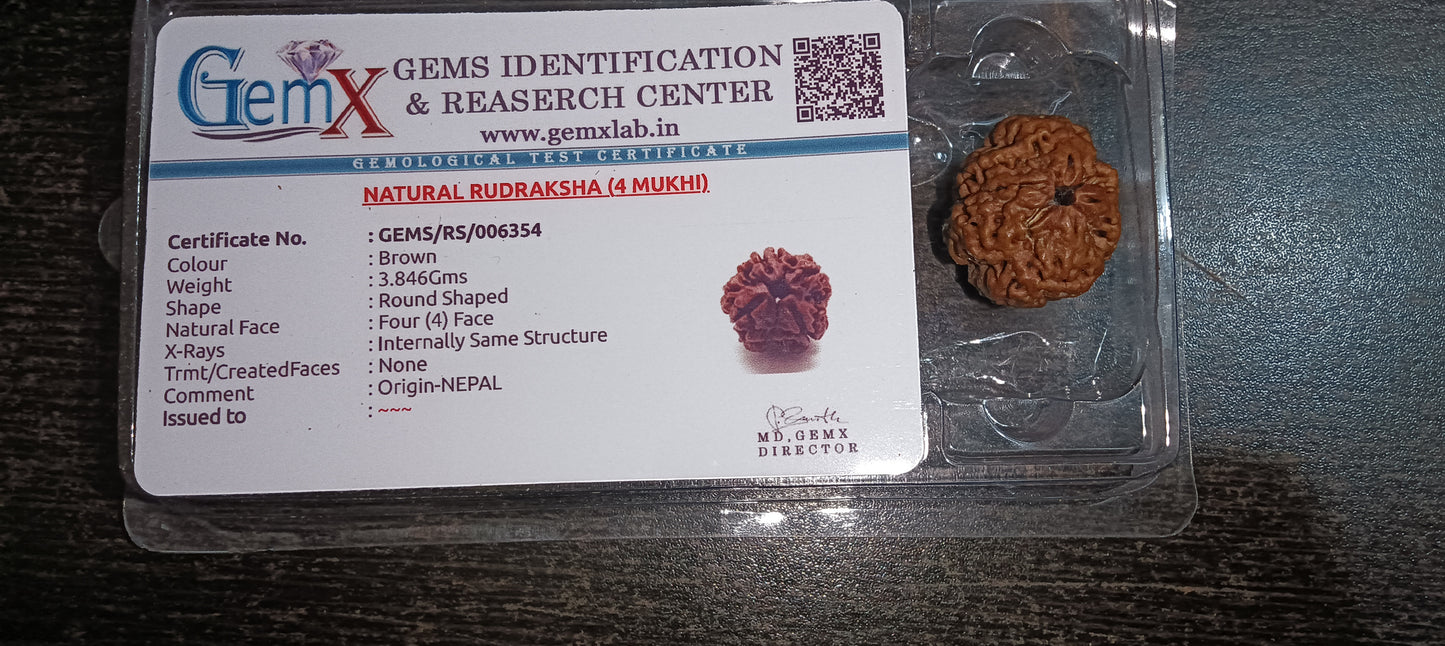 4 Mukhi Rudraksha (Nepal)