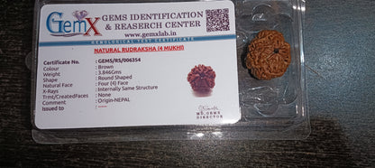 4 Mukhi Rudraksha (Nepal)