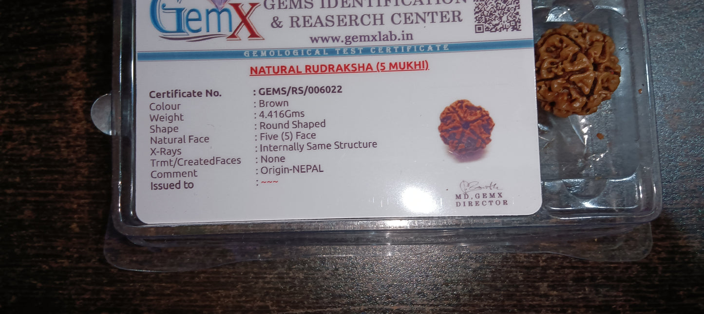 5 Mukhi Rudraksha Original(Nepal)