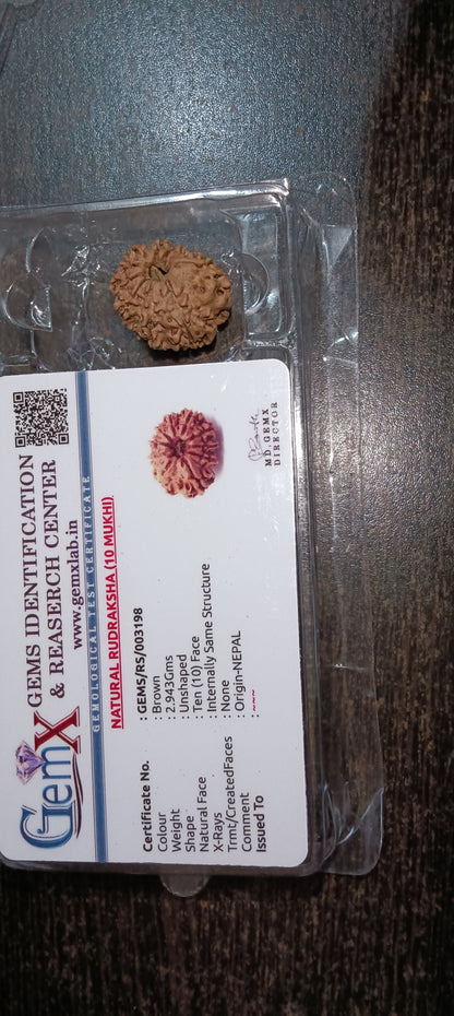 10 Mukhi Rudraksha Original (Nepal)