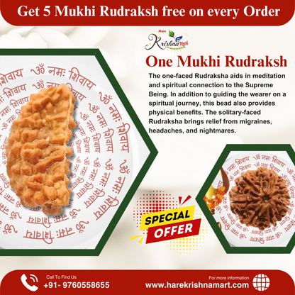 Buy Ek Mukhi Rudraksha Original