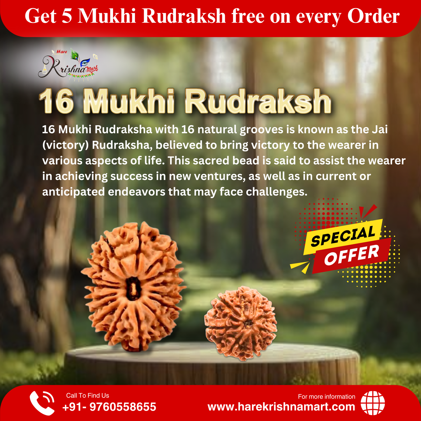 16 mukhi rudraksha| 16 mukhi nepali|16 mukhi rudraksha price| 16 mukhi rudraksha benefits| sixteen mukhi rudraksha|original rudraksha| nepal rudraksha