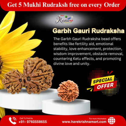 Garbh Gauri Rudraksha|Garbh Gauri Rudraksha benefits|Garbh Gauri Rudraksha price| original Garbh Gauri Rudraksha| certified Garbh Gauri Rudraksha|original rudraksha|certified rudraksha| Nepal rudraksha|rudraksha|