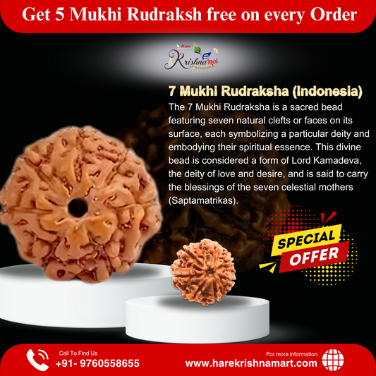 7 mukhi indonesia|7 mukhi rudraksha|7 mukhi price|7 mukhi beneifts