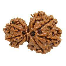 Garbh Gauri Rudraksha|Garbh Gauri Rudraksha benefits|Garbh Gauri Rudraksha price| original Garbh Gauri Rudraksha| certified Garbh Gauri Rudraksha|original rudraksha|certified rudraksha| Nepal rudraksha|rudraksha|