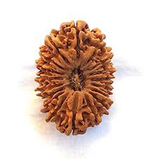 16 mukhi rudraksha| 16 mukhi nepali|16 mukhi rudraksha price| 16 mukhi rudraksha benefits| sixteen mukhi rudraksha|original rudraksha| nepal rudraksha