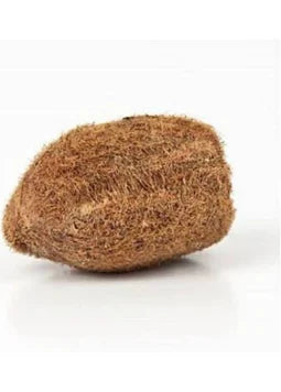 Rare One Eye Coconut (Ekakshi Nariyal)