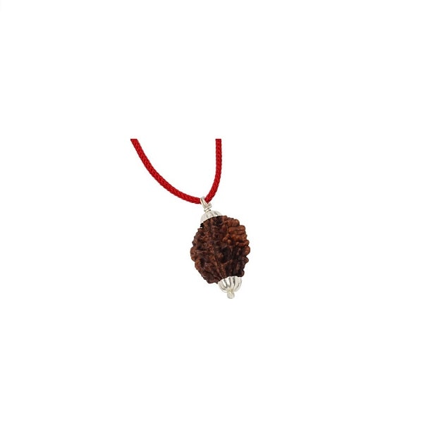 2 Mukhi Rudraksha (Nepal) | 2 Mukhi Rudraksha Original | 2 Mukhi Rudraksha Price | 2 Mukhi Rudraksha Benefits | 2 Mukhi Rudraksha Mala | 2 Mukhi Rudraksha Bracelet | 2 Mukhi Rudraksha Pendant