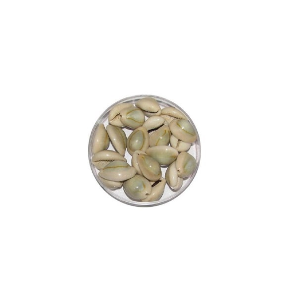 Shell Laxmi Order Natural Grey Laxmi Cowrie ( 21 piece ) – Hare krishna Mart